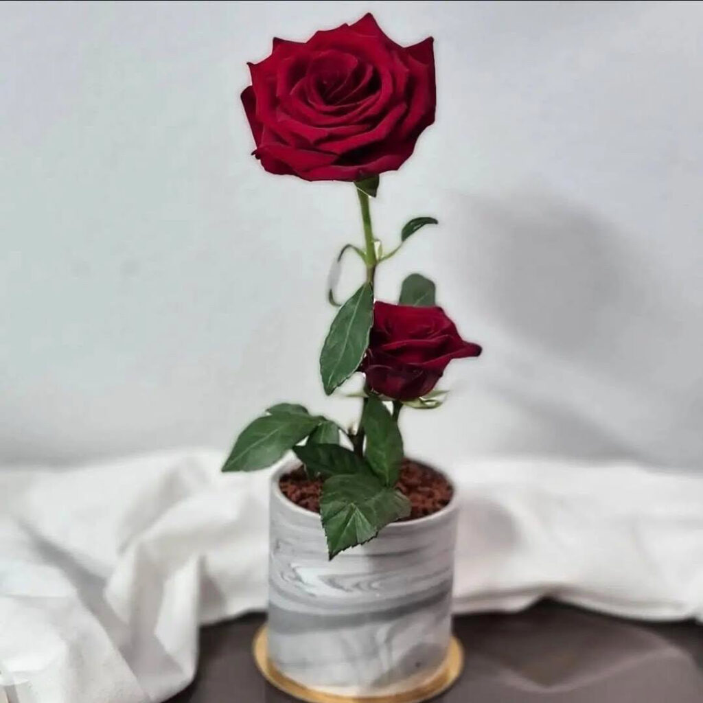 Bento cake – La villa des hêtres pourpres bento cake de la St-valentin